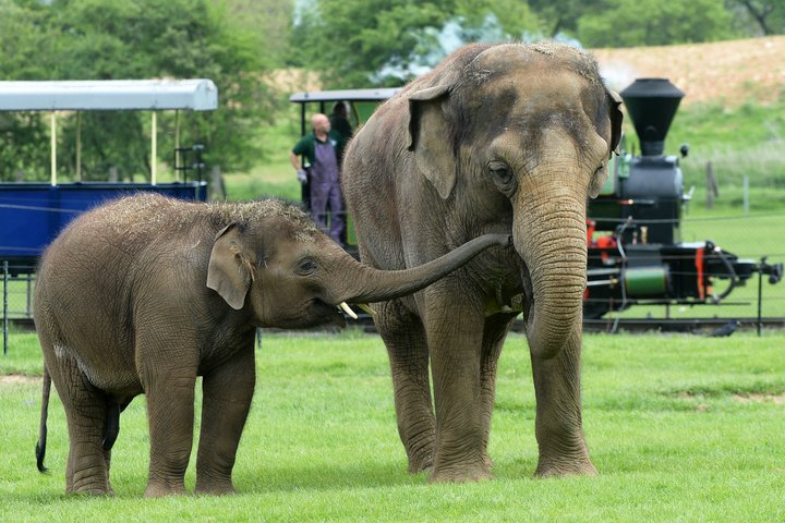 Whipsnade Zoo Tickets - Photo 1 of 9